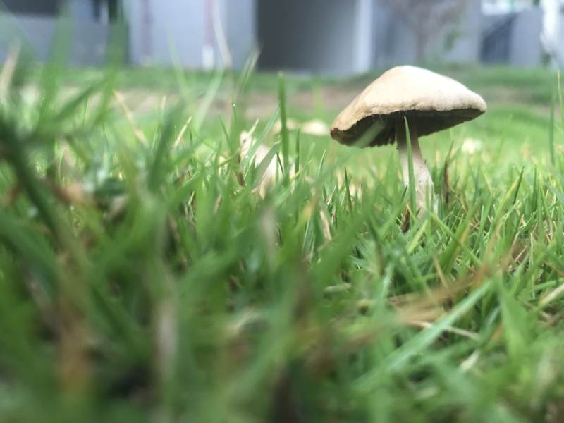 草丛中的蘑菇图片