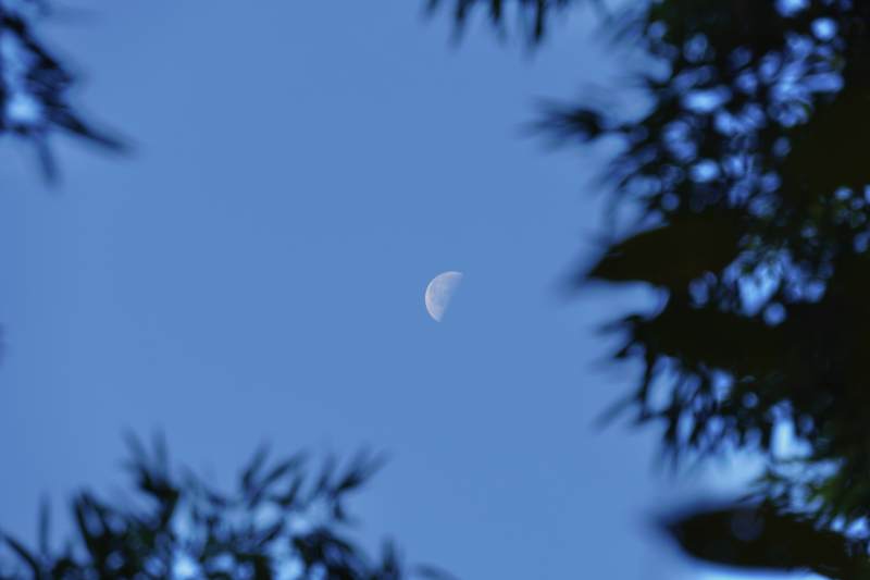 夜空中的新月与树影图片