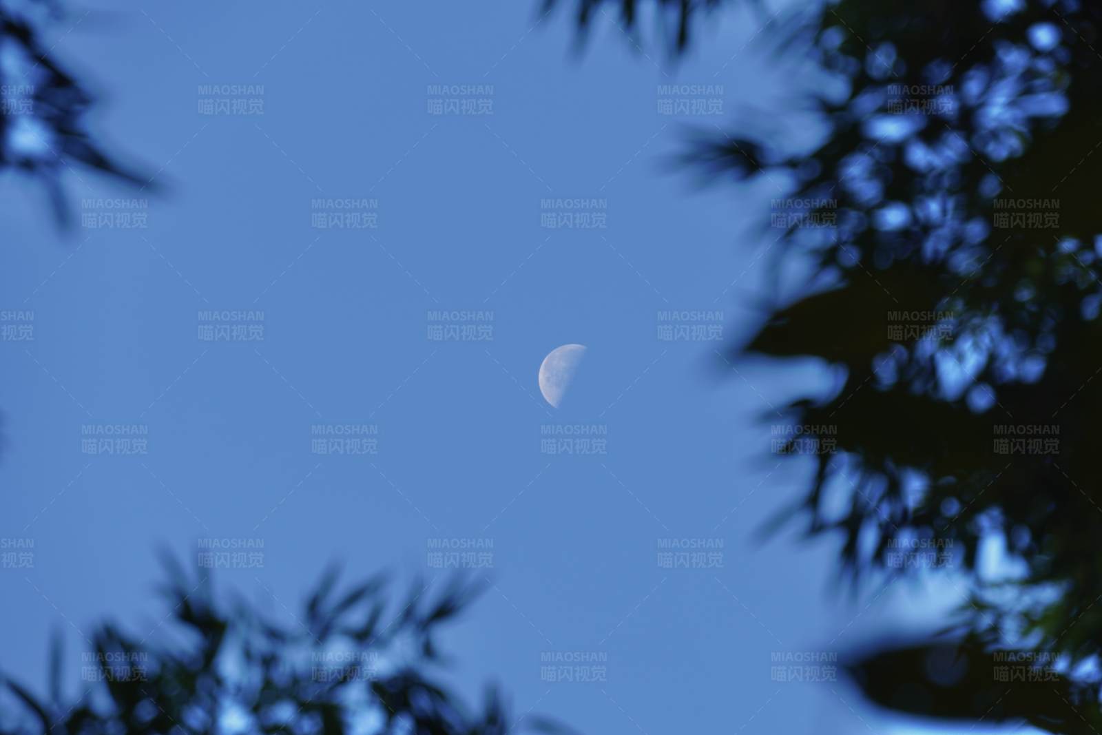 夜空中的新月与树影图片