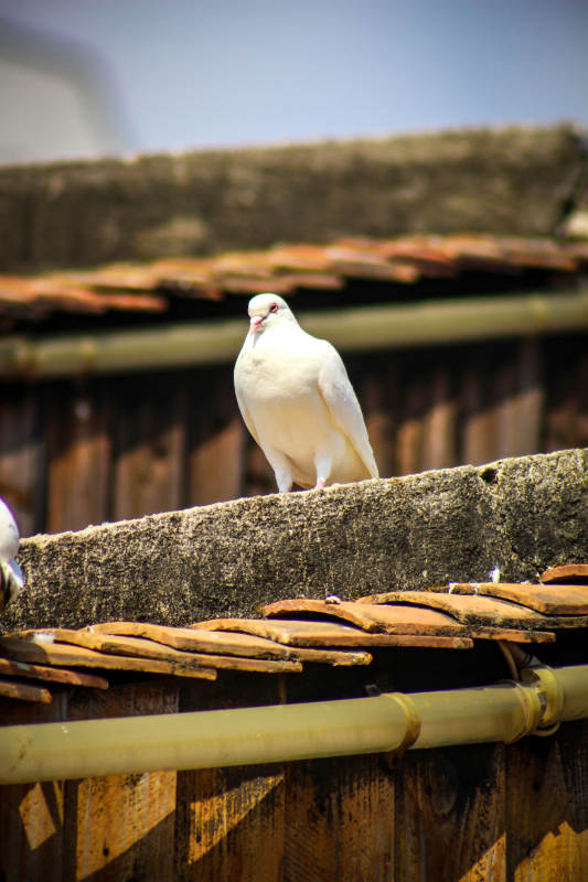 屋顶上的白鸽图片