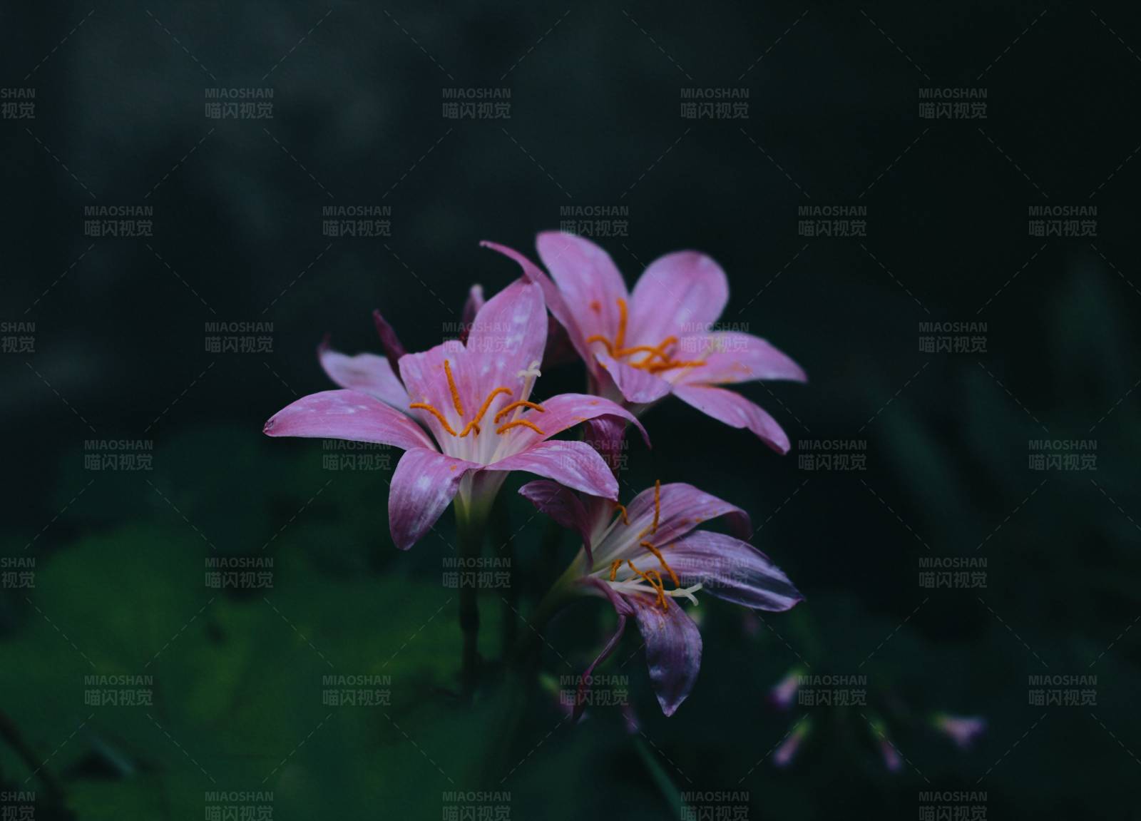 雨后紫花 清新宁静图片