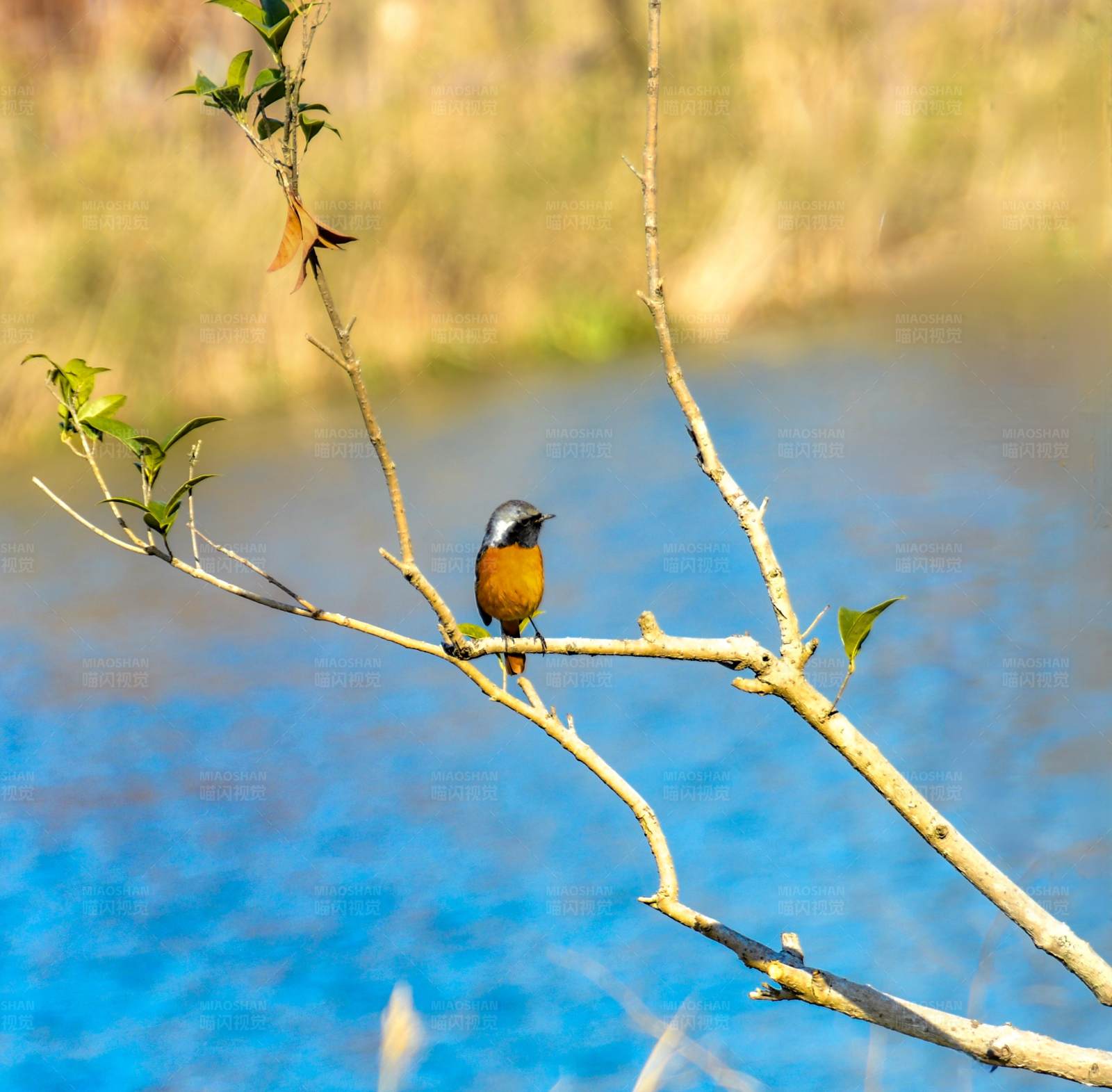 小鸟栖息在树枝上图片