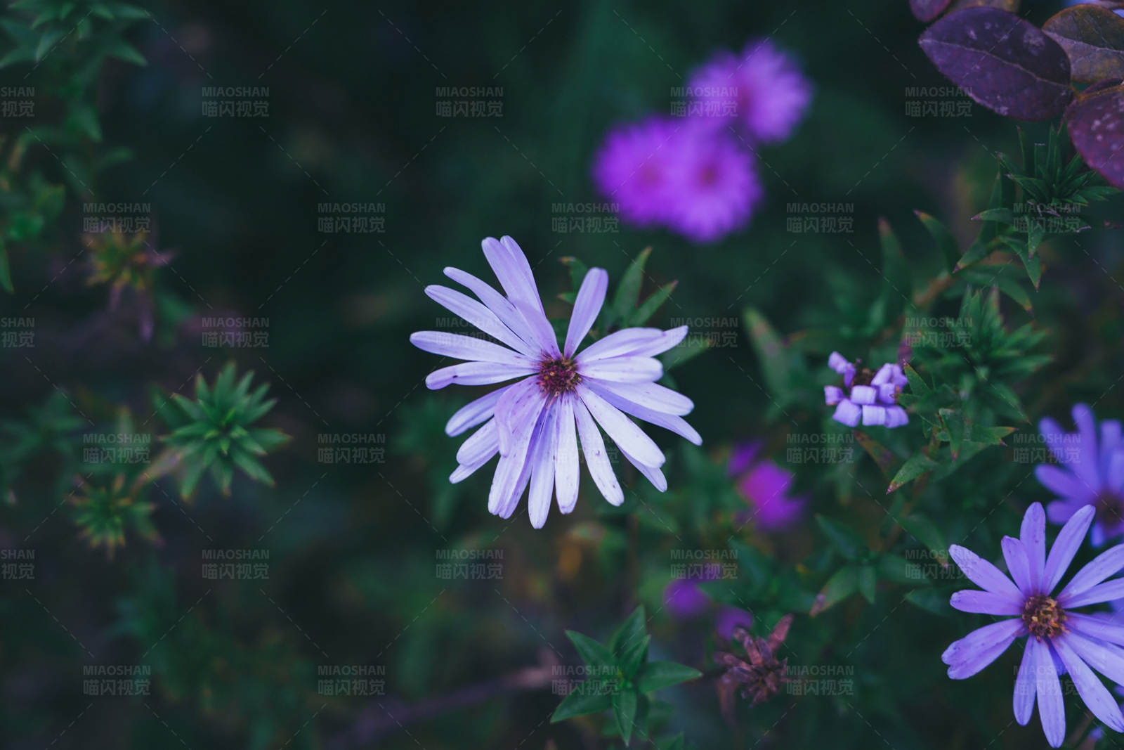 紫色花朵的美丽瞬间图片