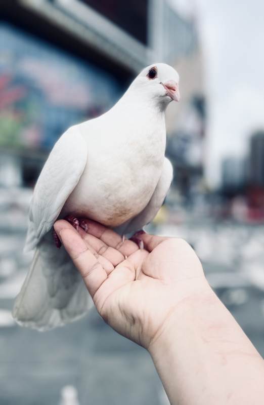 城市中的和平使者 白鸽图片
