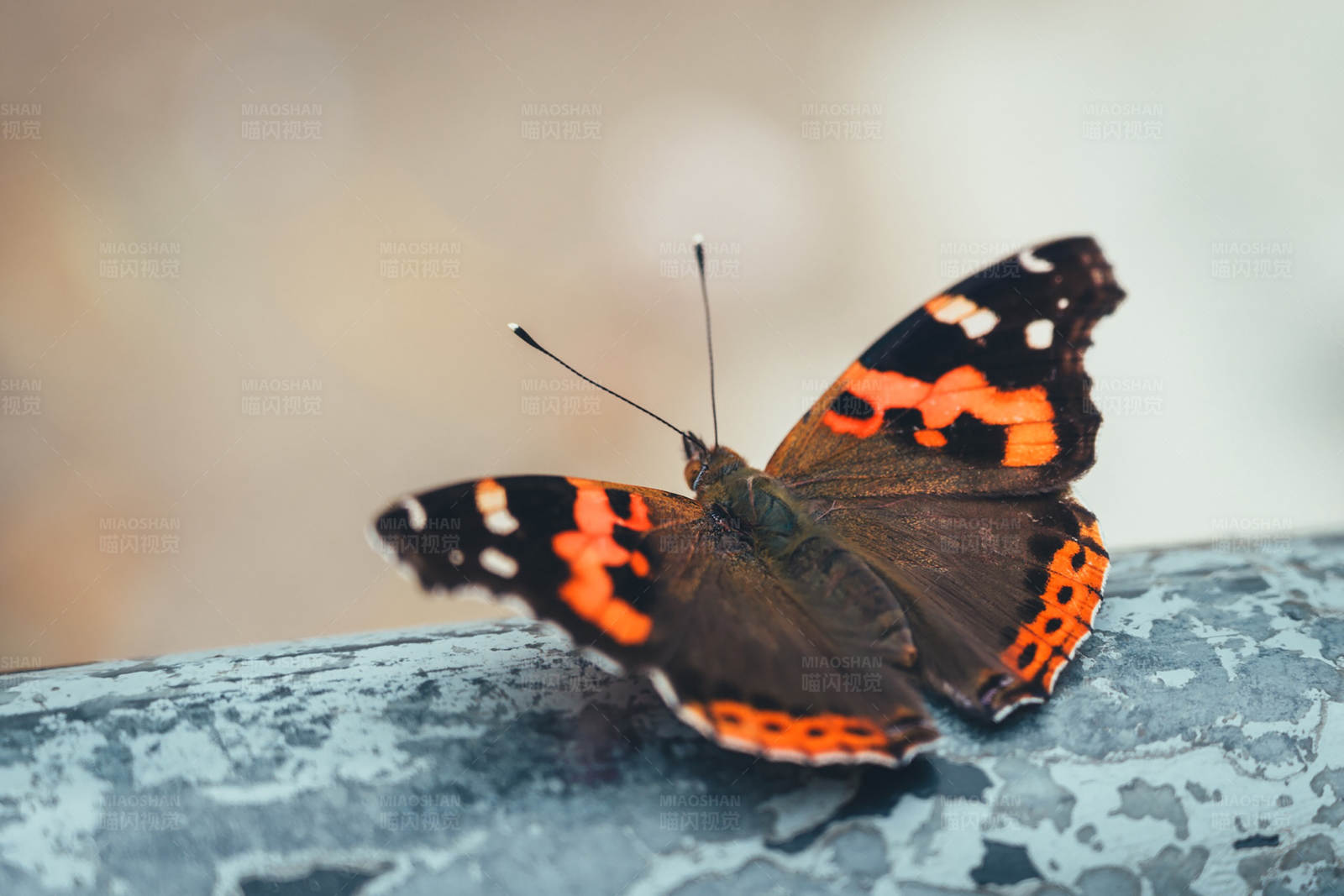橙黑蝴蝶的美丽瞬间图片