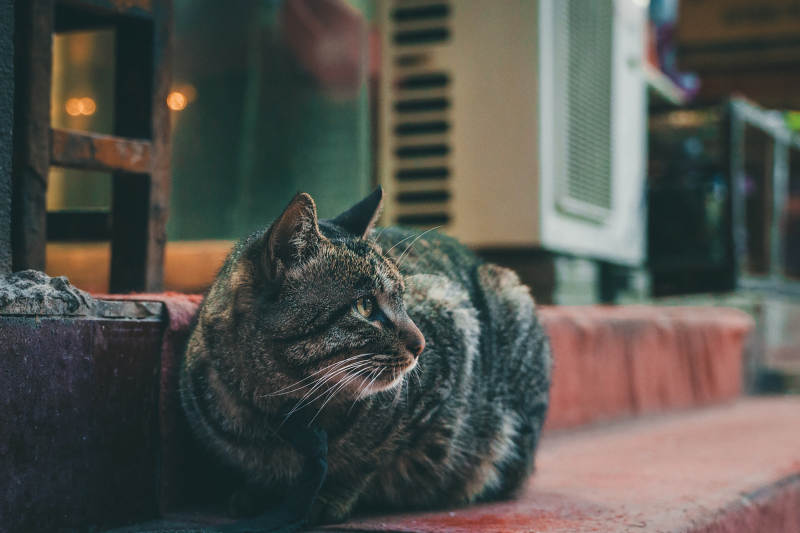 街角的猫咪图片