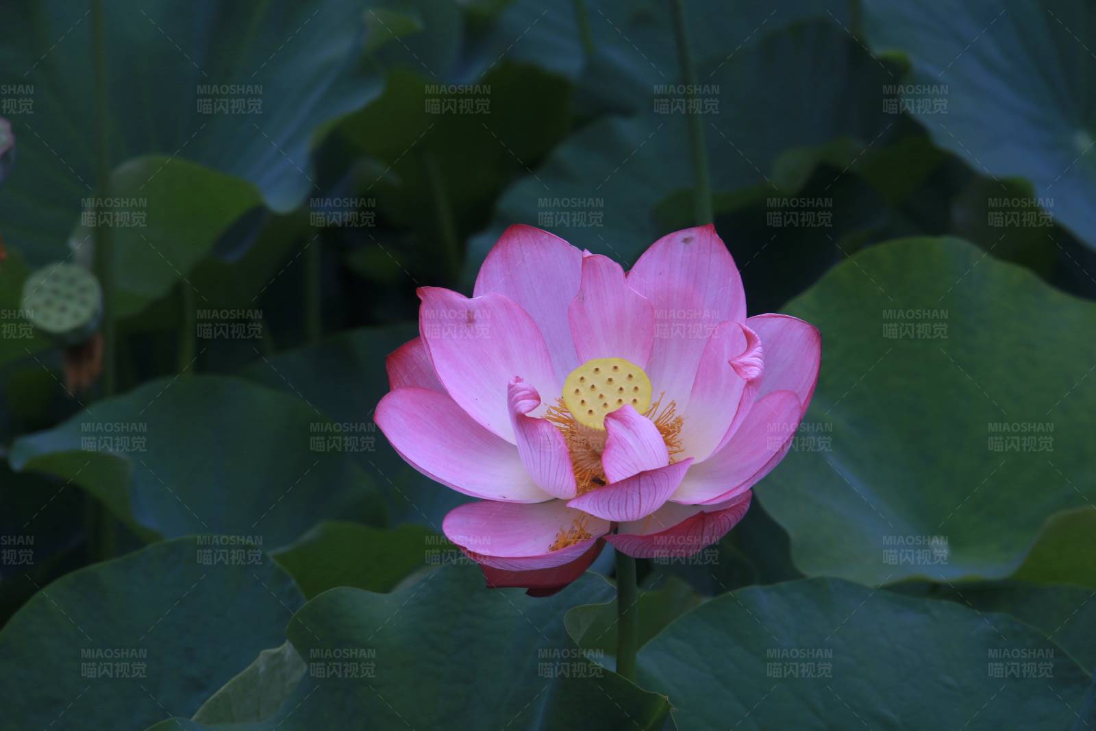 荷花盛开 绿叶环绕图片