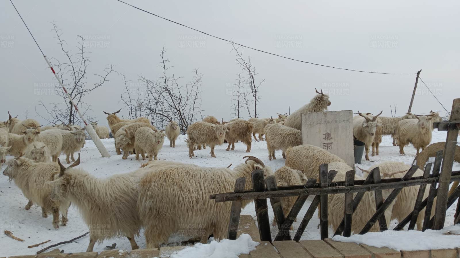 雪地里的羊群图片