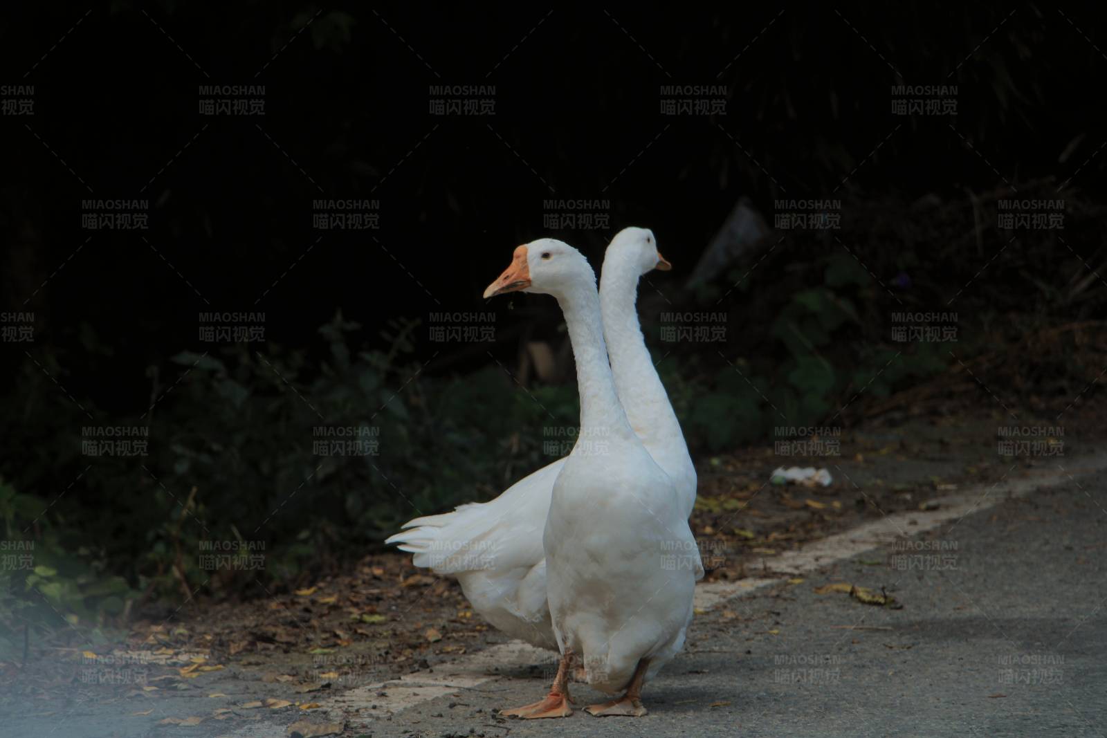 两只白鹅在路边图片