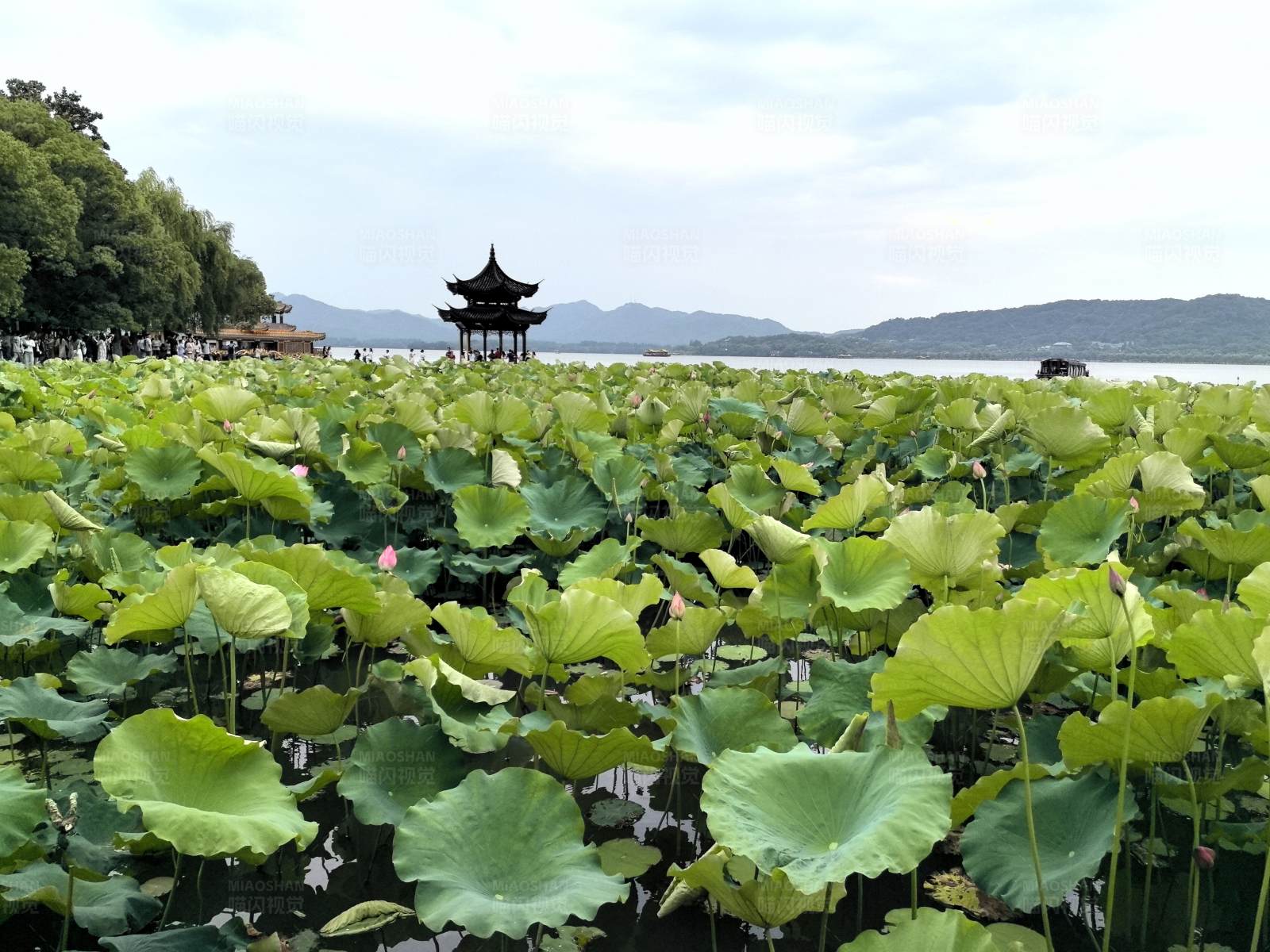 西湖荷花盛开 亭台楼阁映衬其中图片