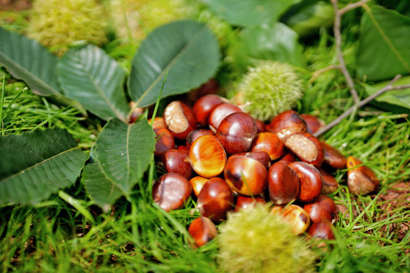 秋天的果实 栗子丰收图片