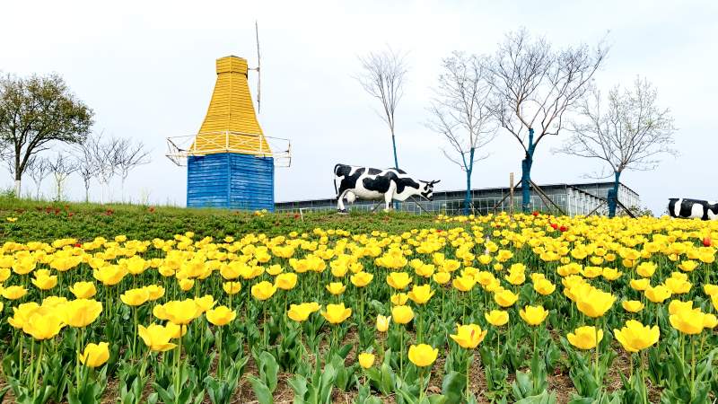 郁金香花海与奶牛雕塑图片