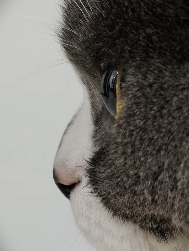 猫眼特写 神秘与美丽图片