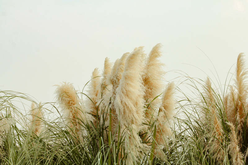 芦苇丛中的宁静之美图片