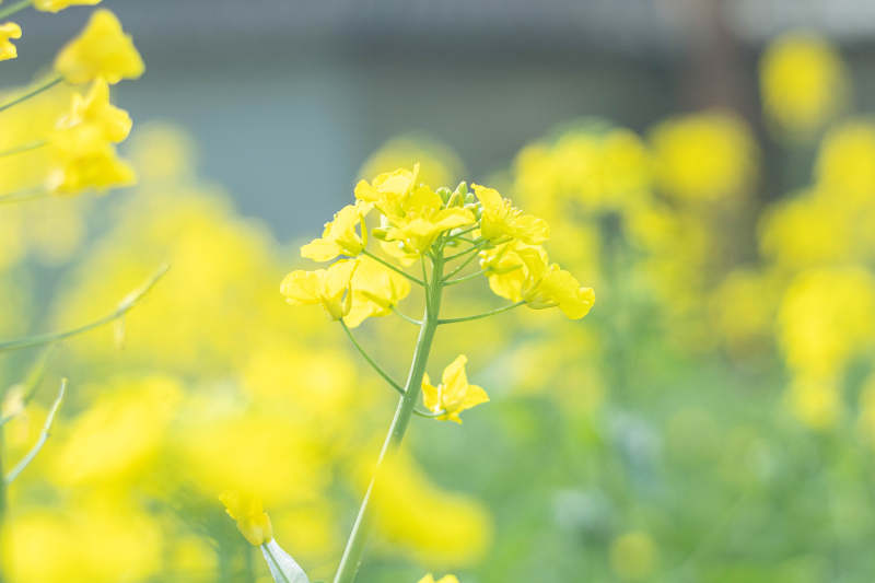 油菜花盛开的田野