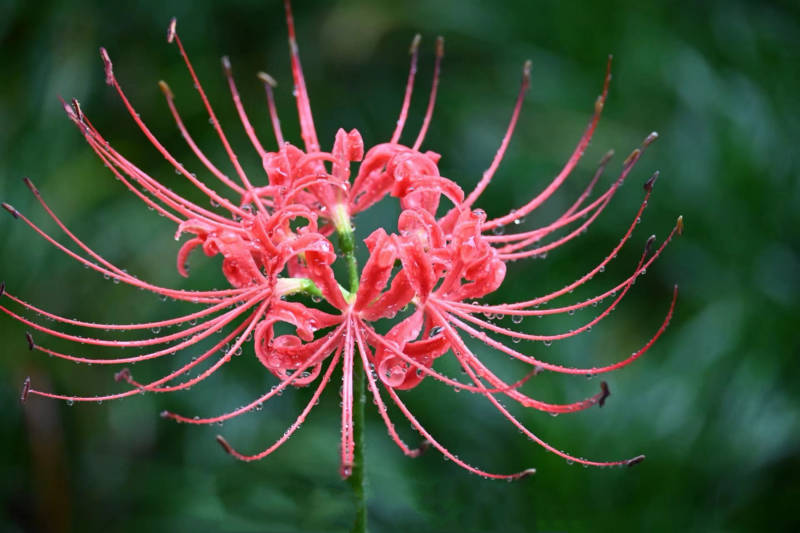 红蜘蛛百合的美丽绽放图片