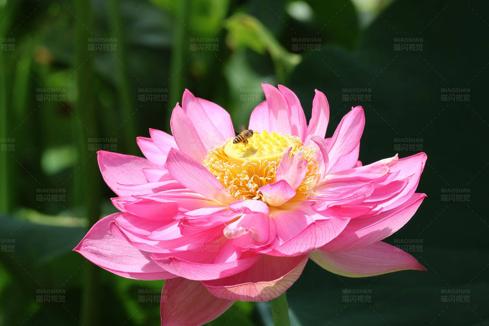 粉色荷花盛开图片