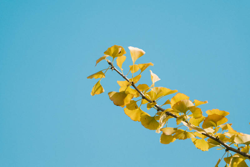秋日黄叶与蓝天图片