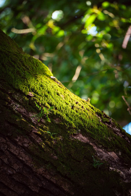 青苔覆盖的树干图片