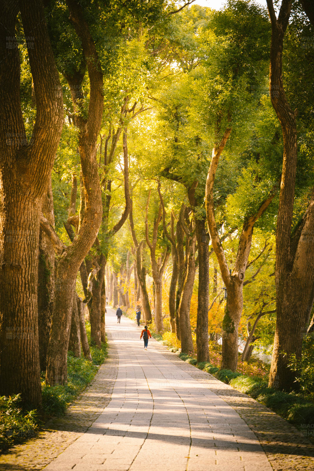 林荫小道上的行人图片
