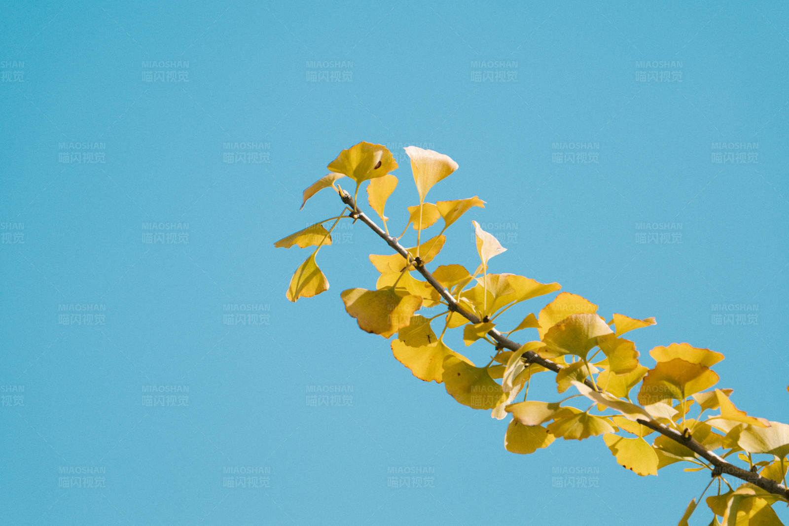 秋日黄叶与蓝天图片