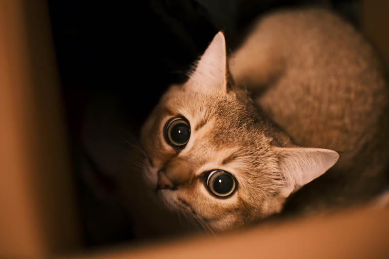 惊讶的小猫图片