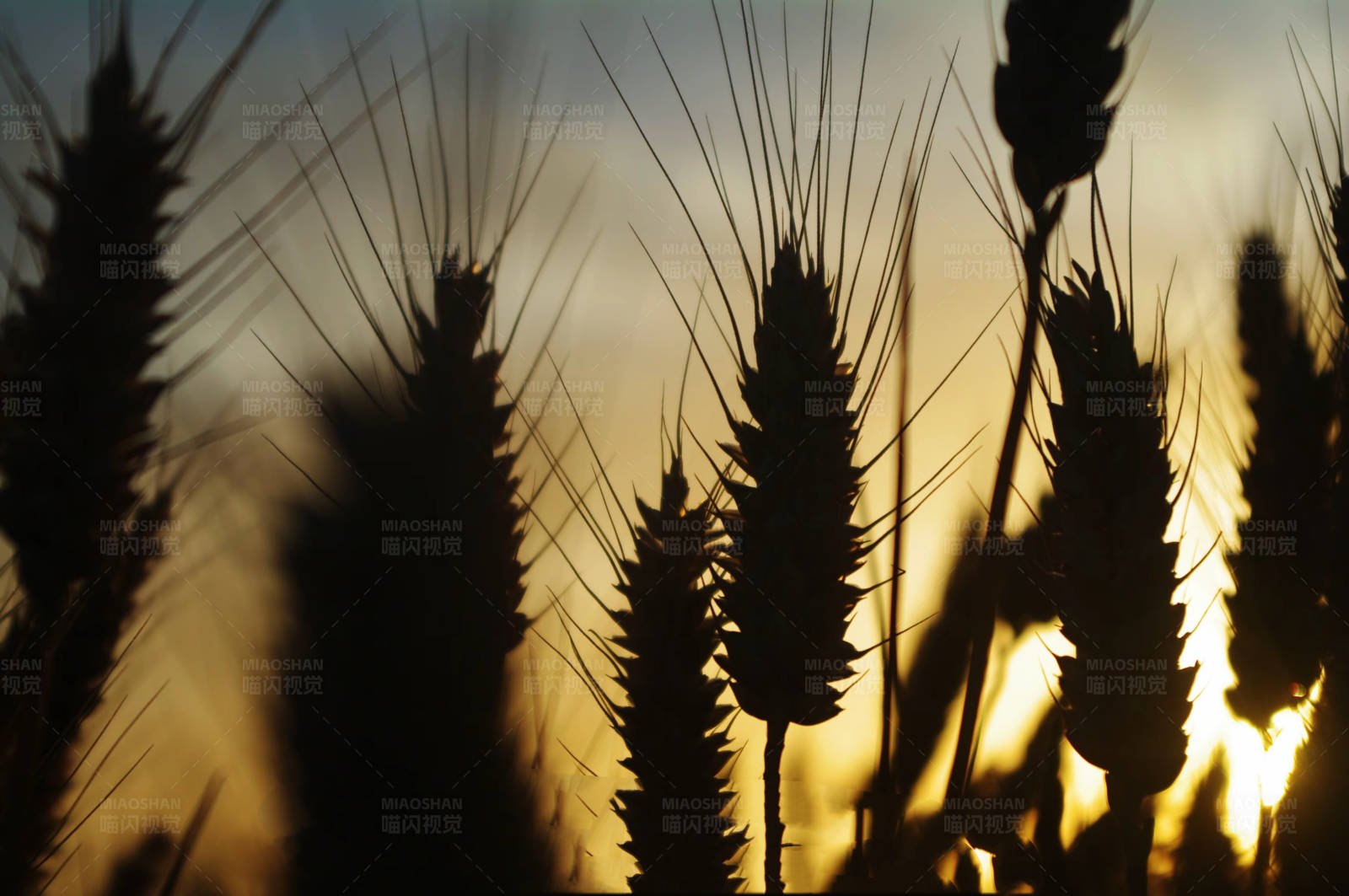 夕阳下的麦穗剪影图片