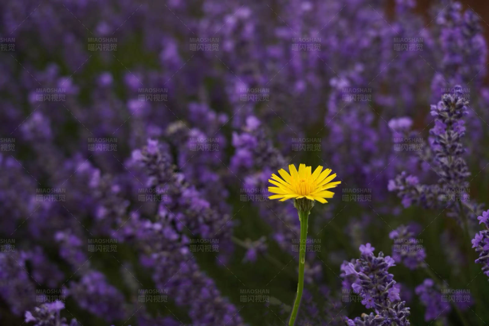 孤独的黄色花朵在紫色花海中图片
