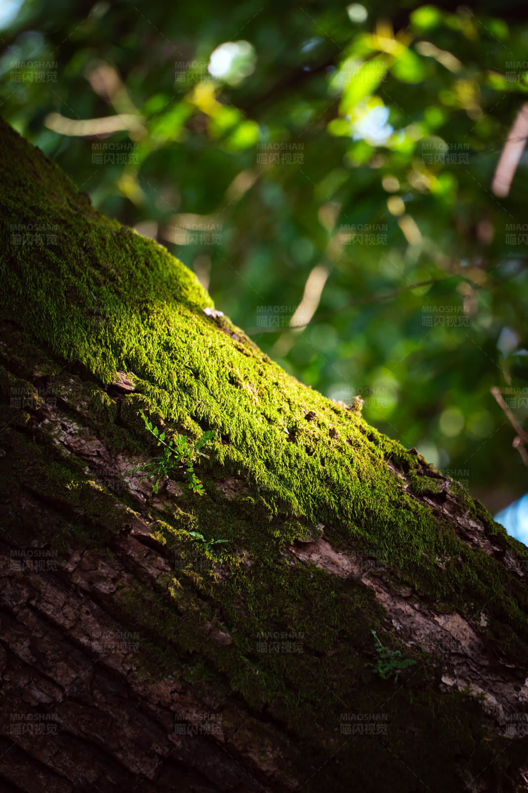 青苔覆盖的树干图片