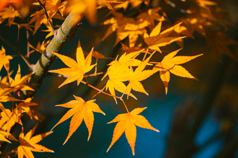 秋日枫叶的美丽瞬间图片