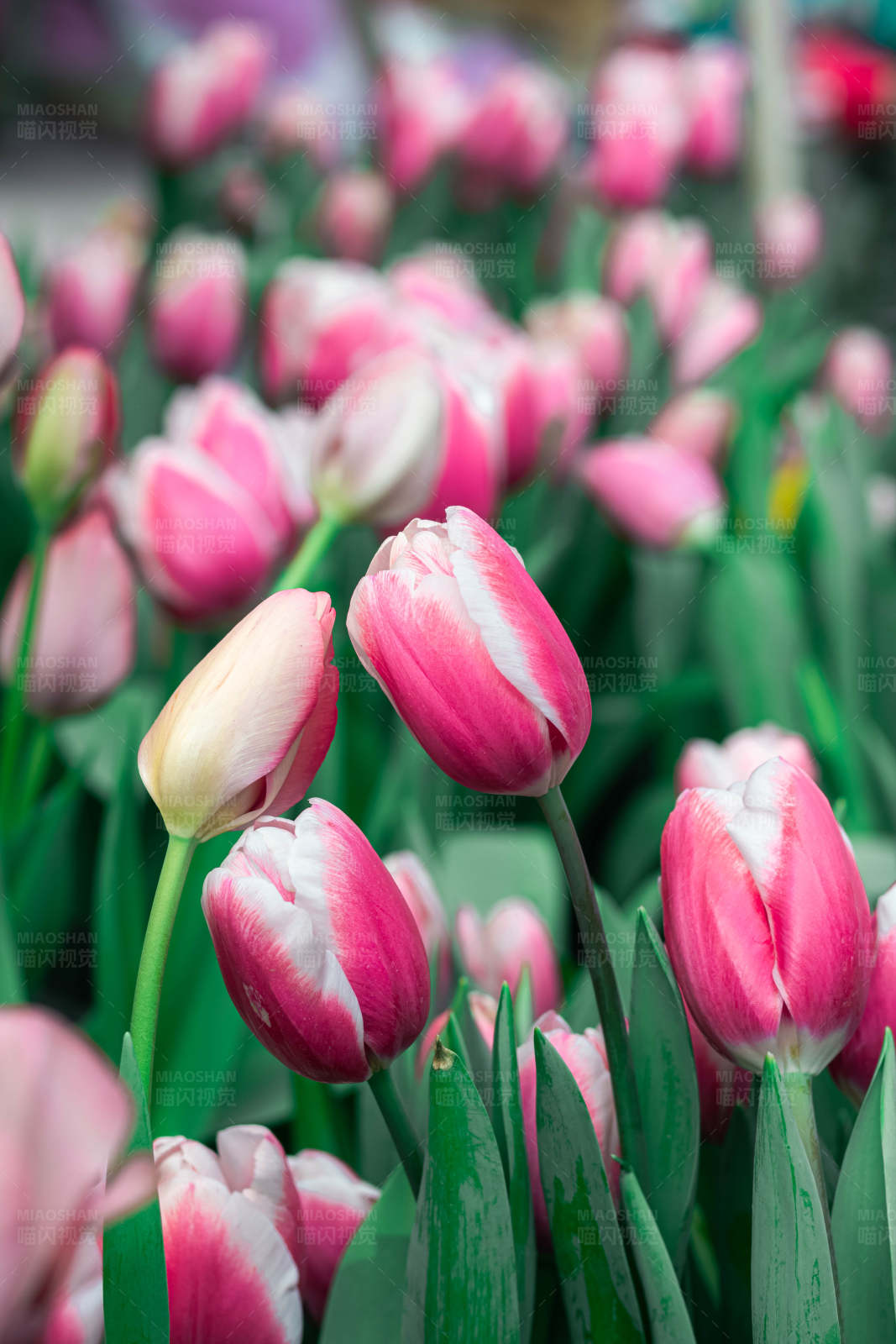 粉色郁金香花海图片