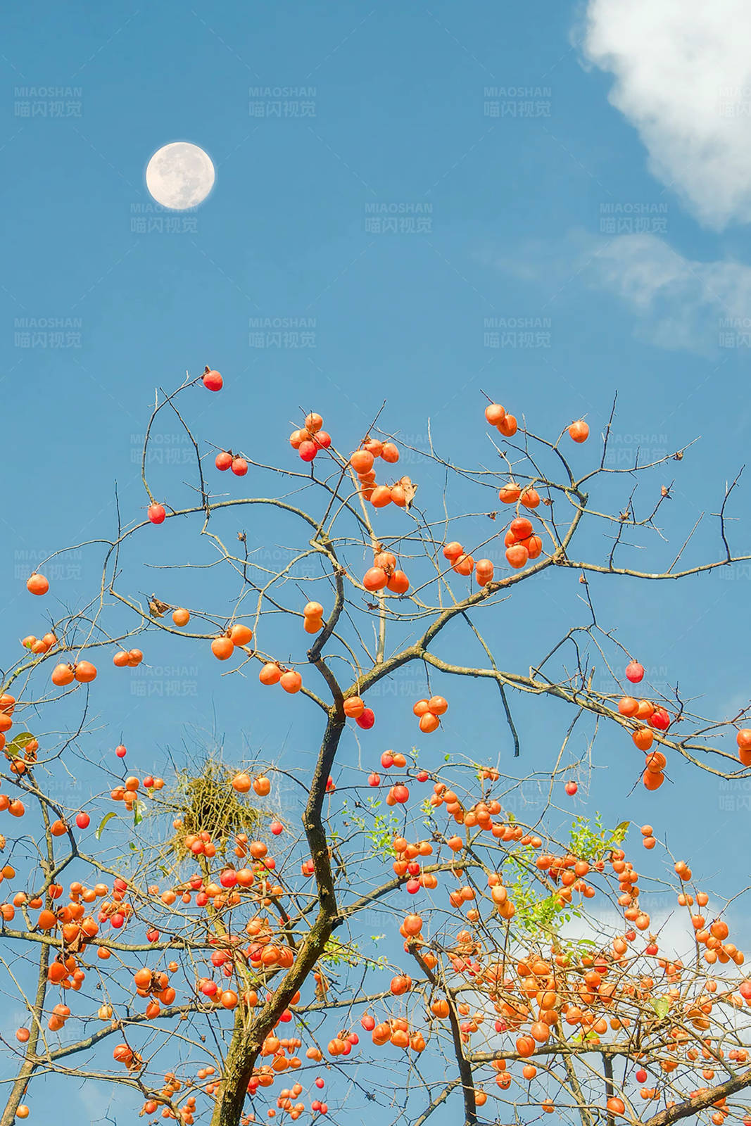 柿子树上的月亮图片