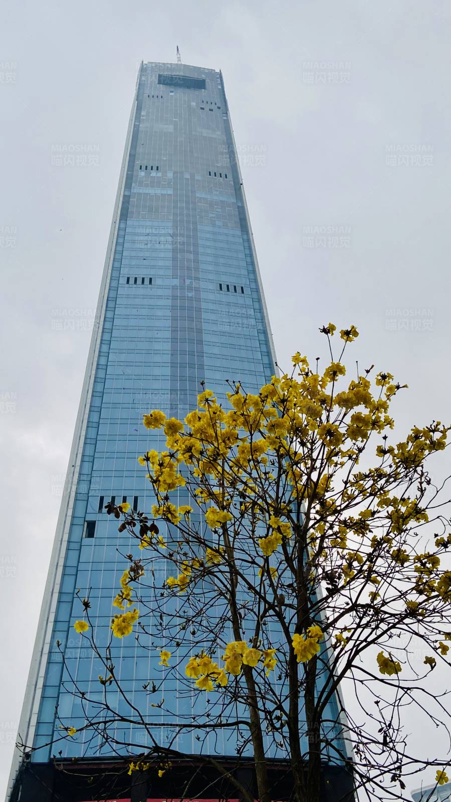 摩天大楼与黄花树图片