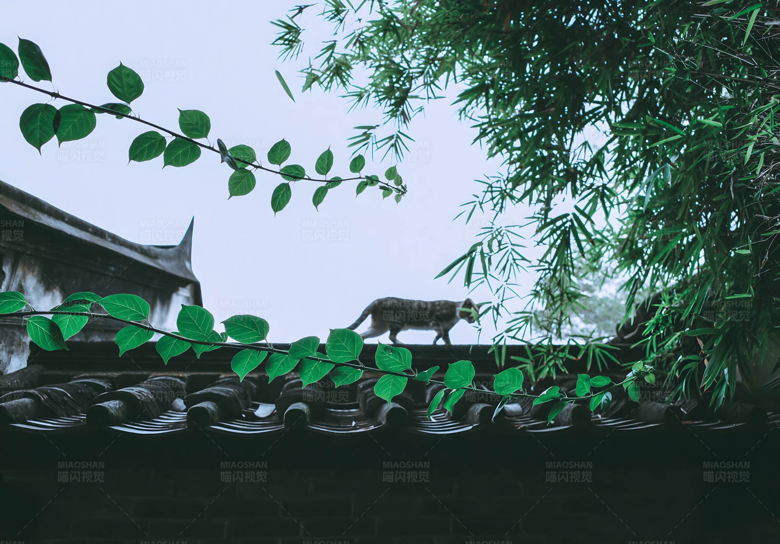 猫在屋顶上行走图片