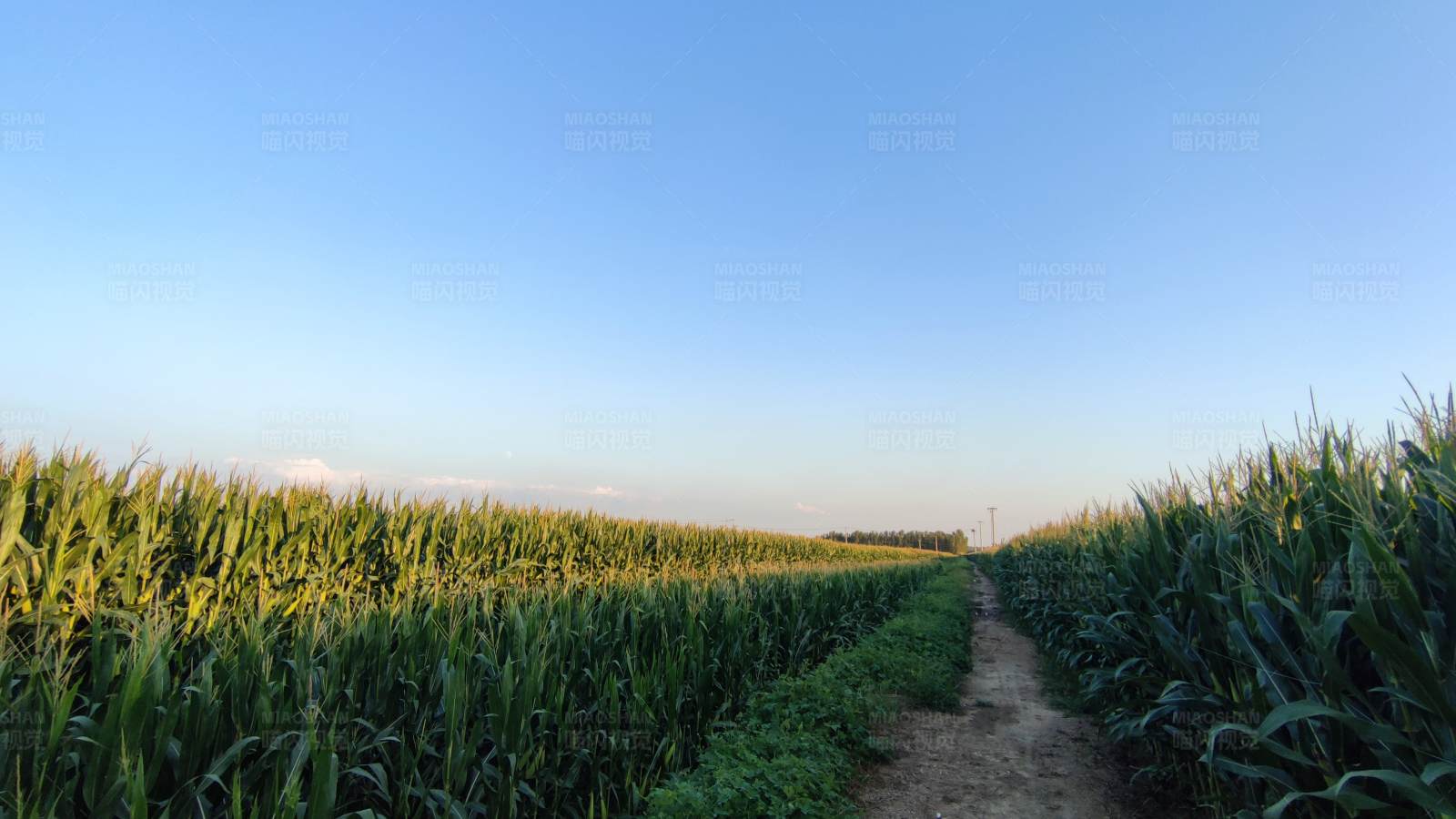 玉米田间小路图片