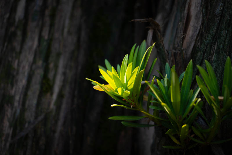 阳光下的绿色生机图片