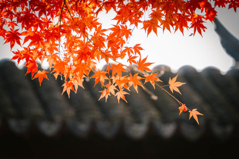 秋日枫叶与古建筑屋顶