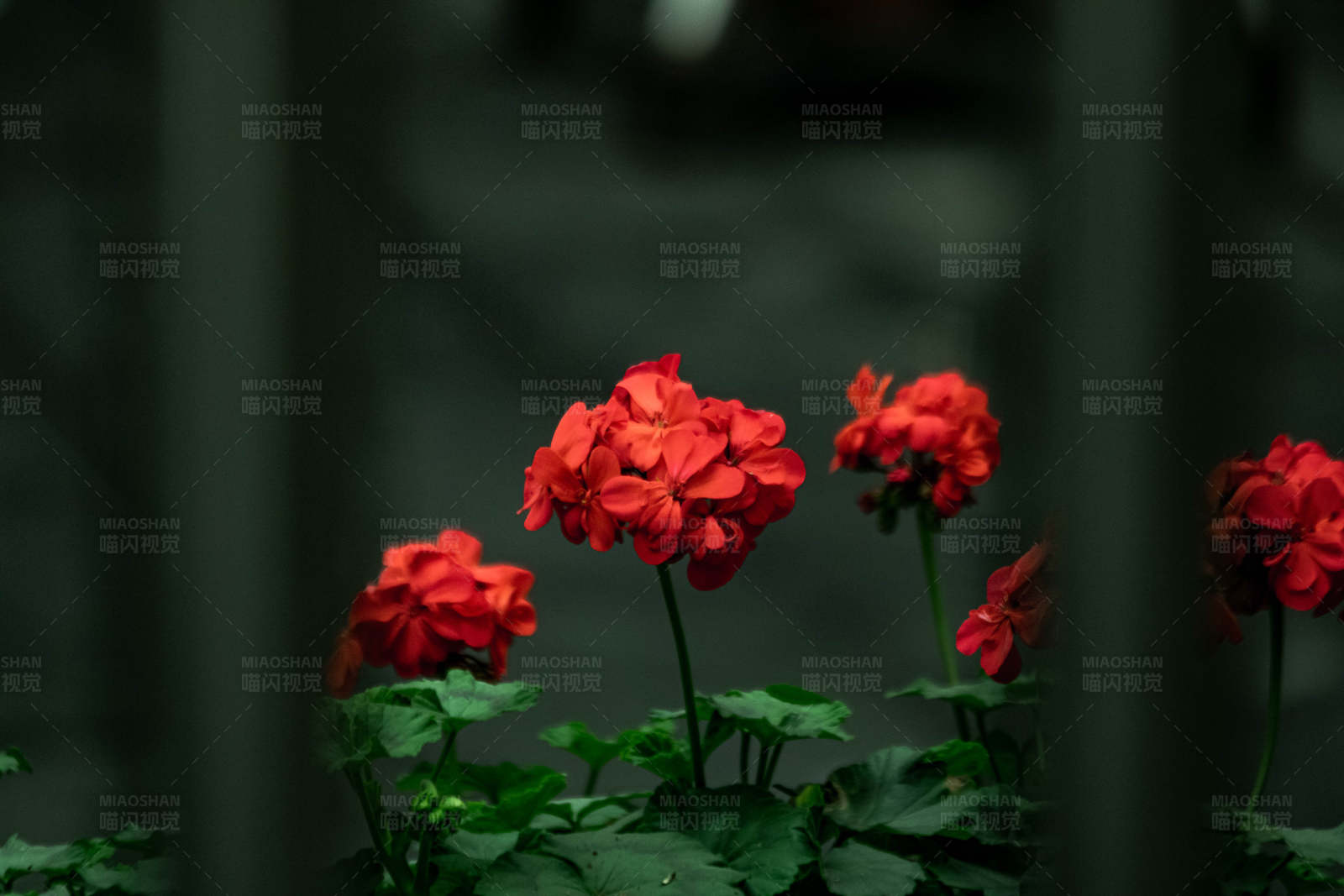 红花绿叶 静谧之美图片