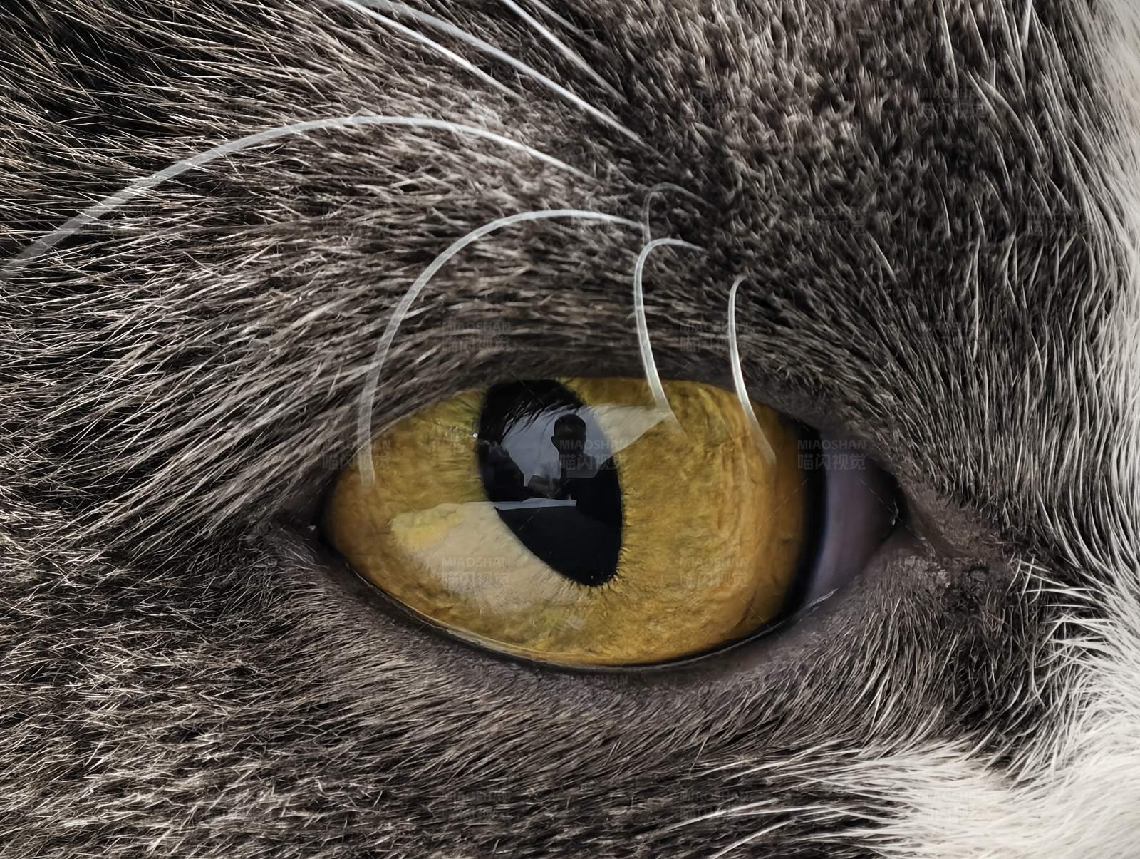 猫眼特写 金色瞳孔的神秘魅力图片