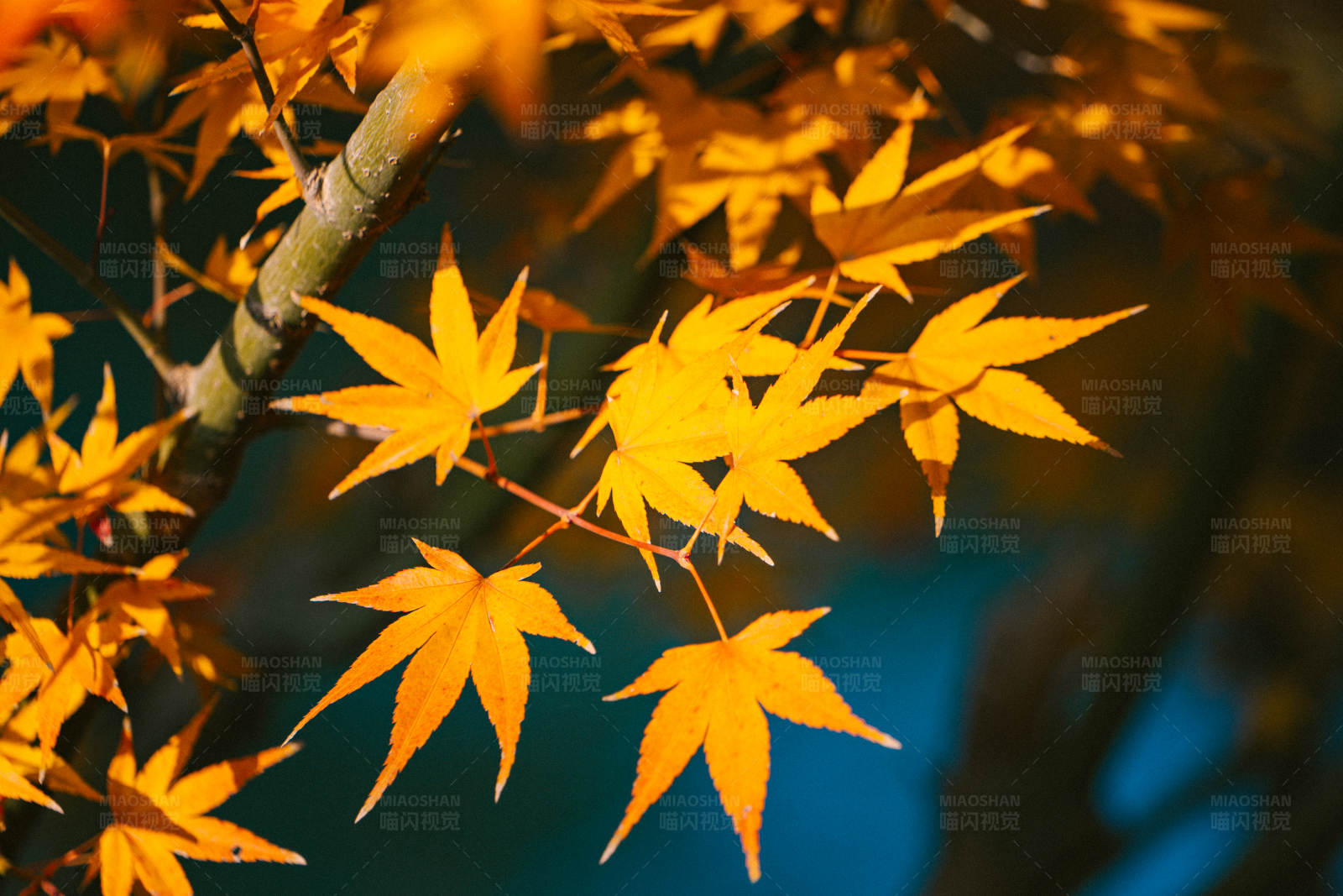 秋日枫叶的美丽瞬间图片