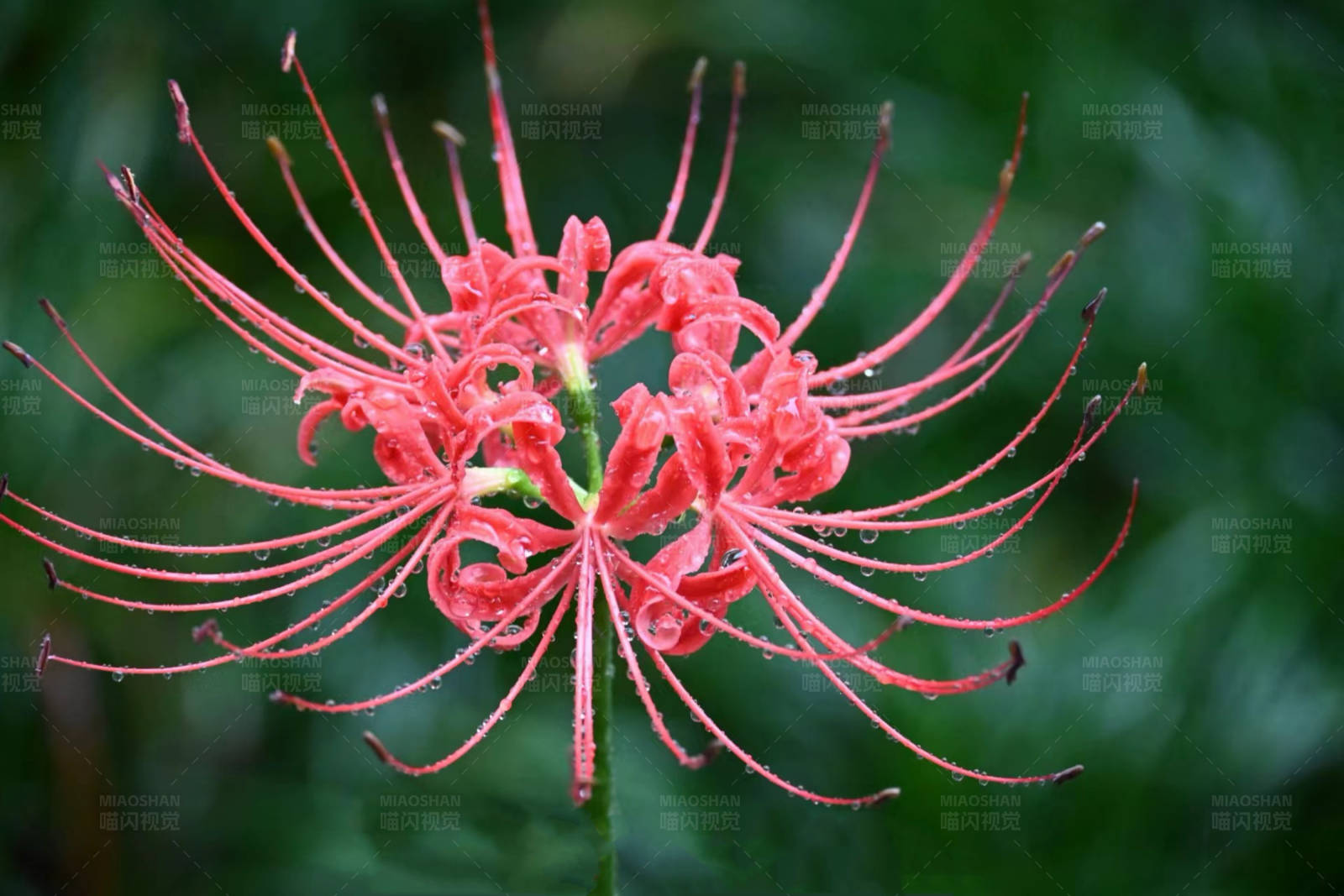 红蜘蛛百合的美丽绽放图片
