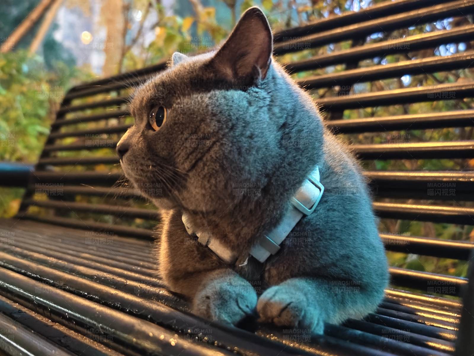 蓝色猫咪的公园时光图片