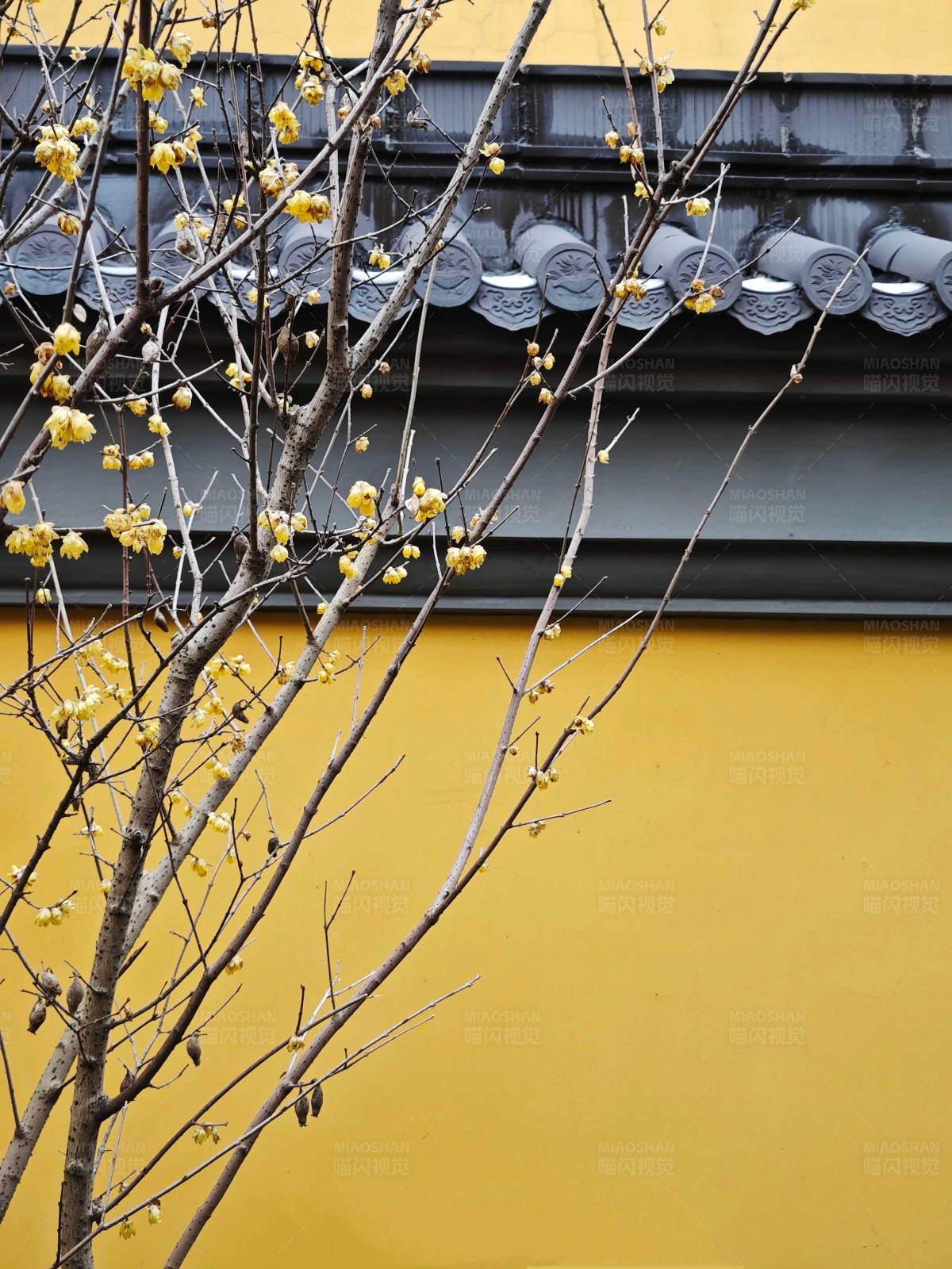 黄墙边的黄色花朵图片