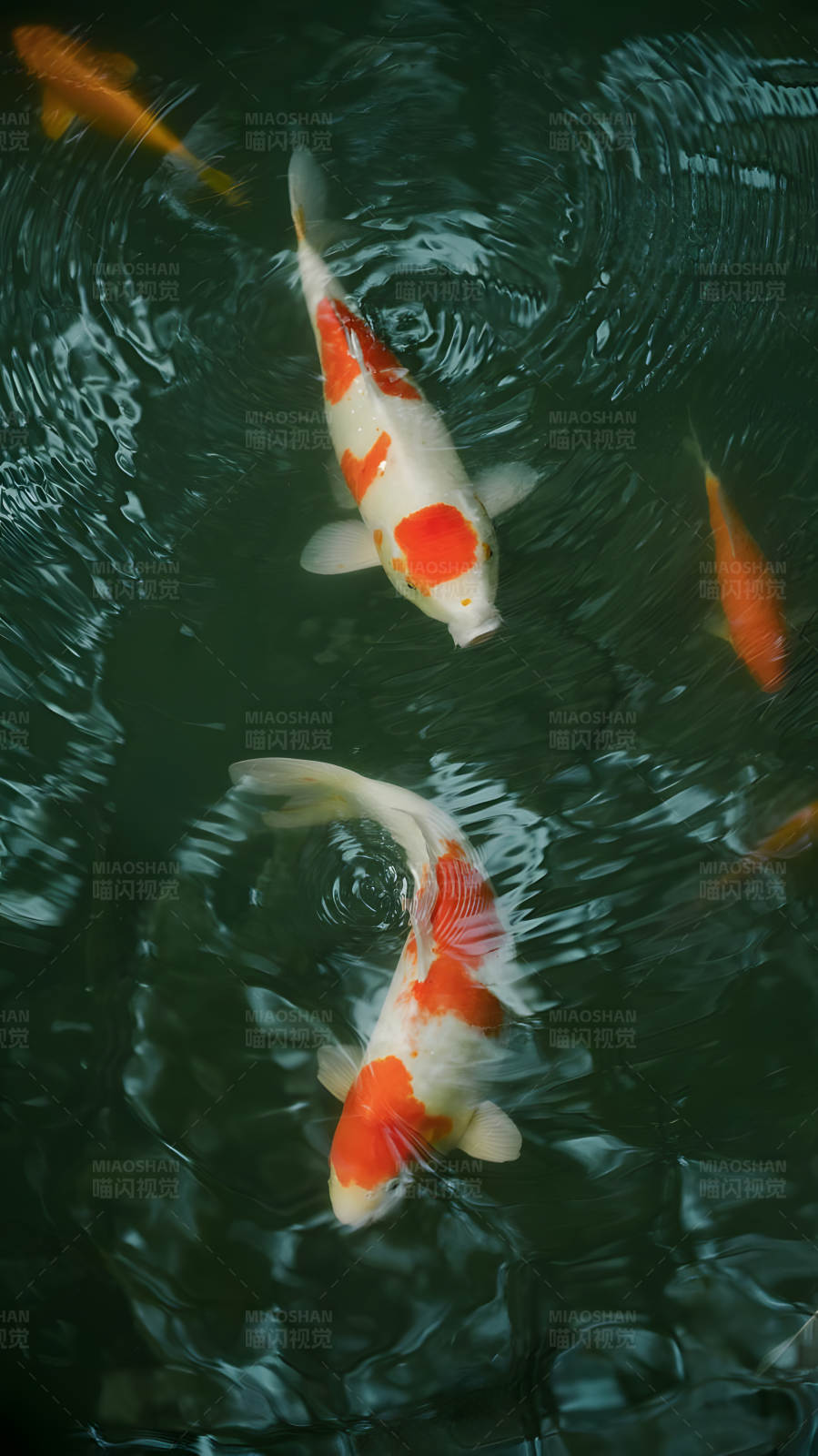 锦鲤水中游图片