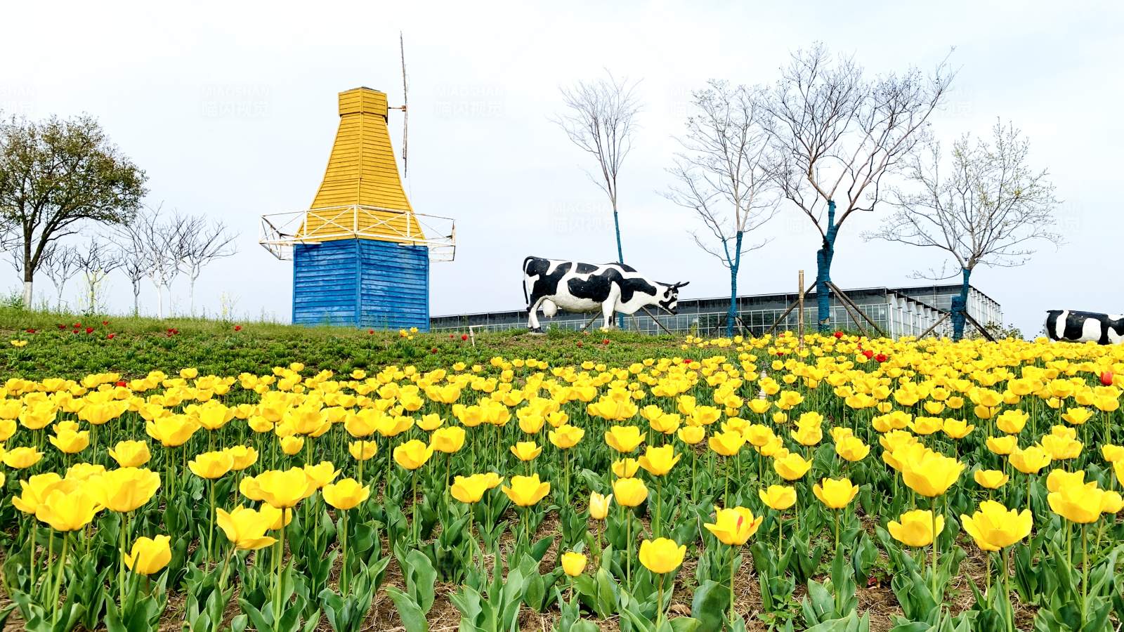 郁金香花海与奶牛雕塑图片