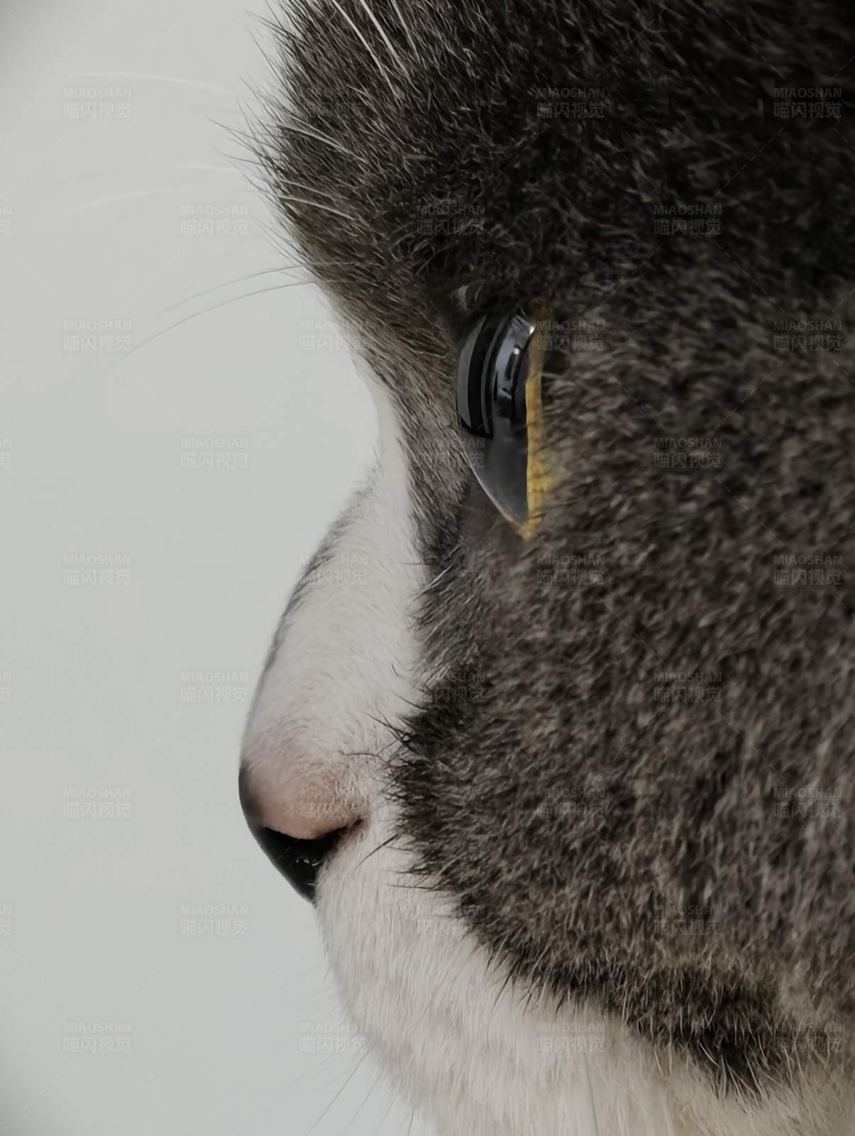 猫眼特写 神秘与美丽图片