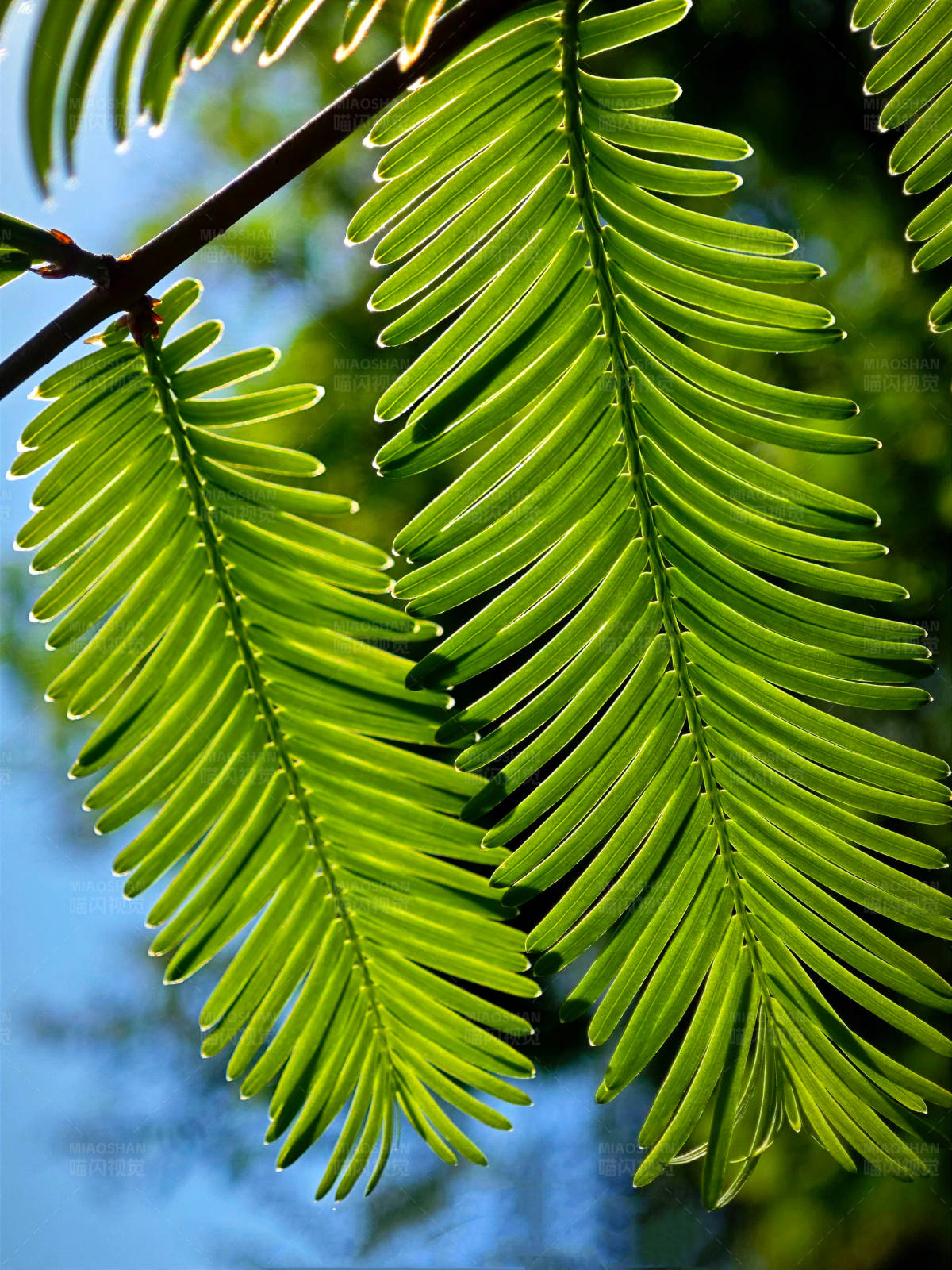 阳光下的绿色蕨类图片