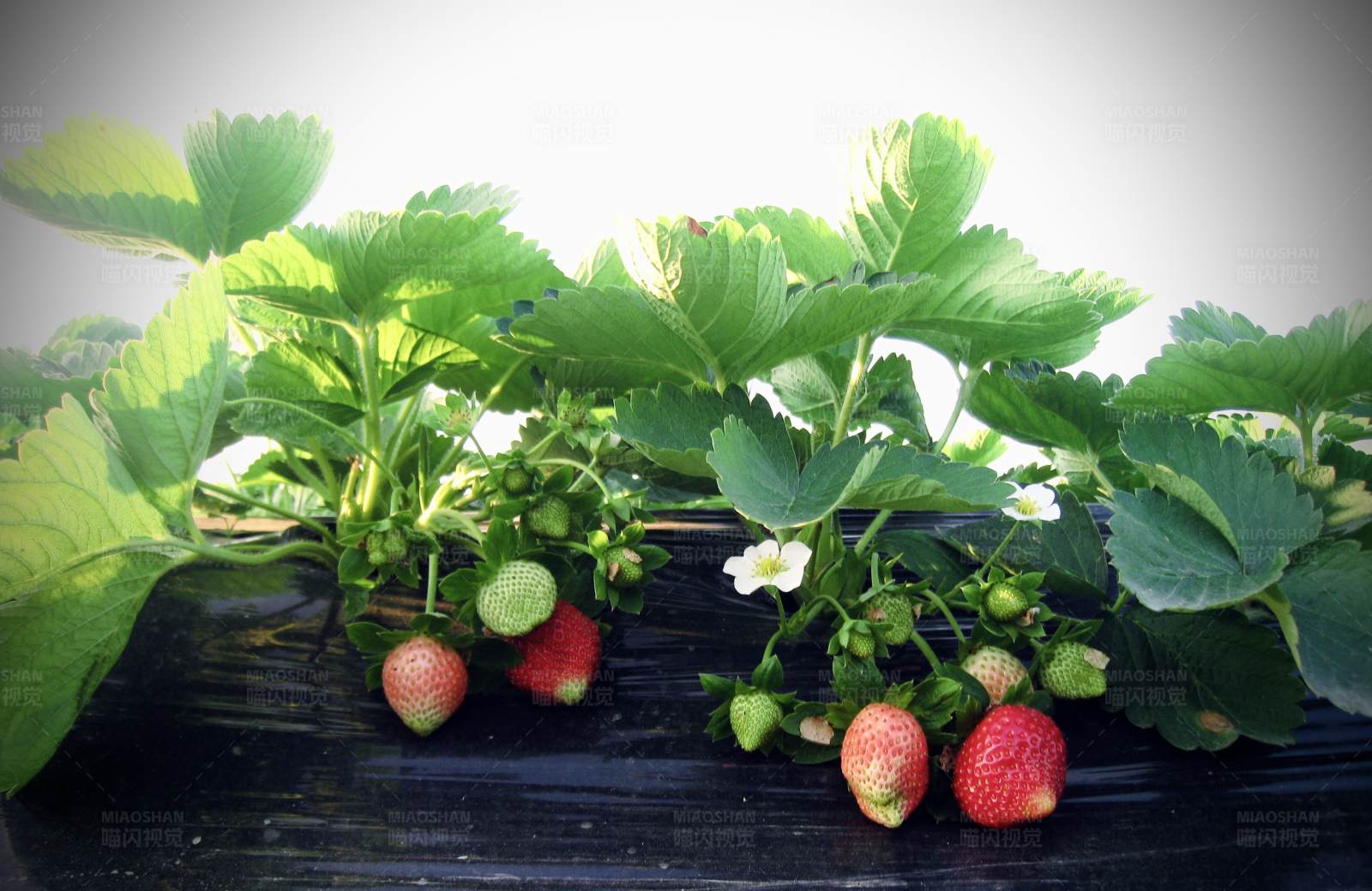 草莓生长在田间图片