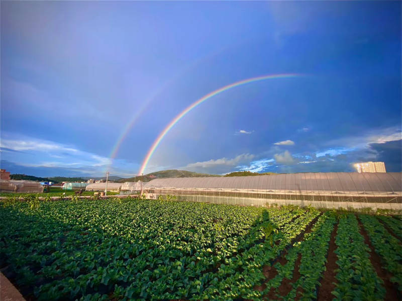 农田上的双彩虹图片