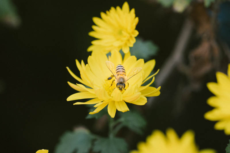 蜜蜂采蜜黄花间图片
